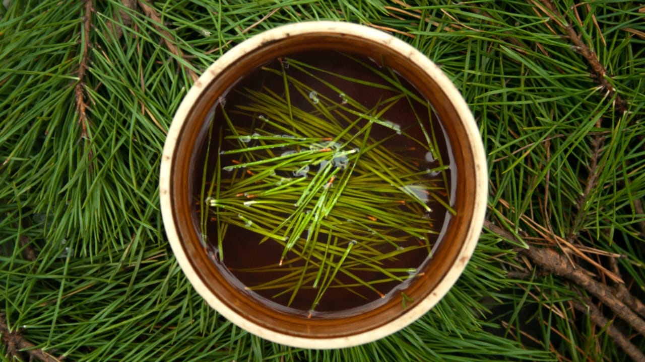 The Power of Pine Needles: 14 Health & Practical Benefits 4 The Power of Pine Needles: 14 Health & Practical Benefits - Pine needle tea dp347439580