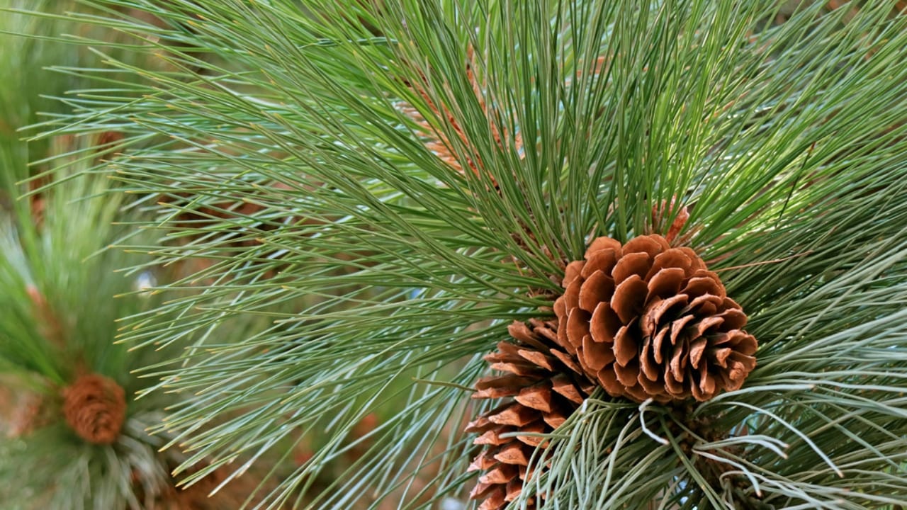 The Power of Pine Needles: 14 Health & Practical Benefits 10 The Power of Pine Needles: 14 Health & Practical Benefits - Pine needles and pine cones dp316743842