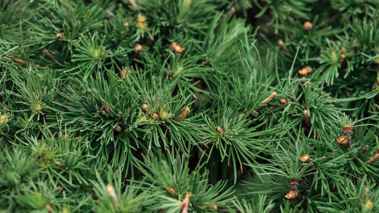 The Power of Pine Needles: 14 Health & Practical Benefits 8 The Power of Pine Needles: 14 Health & Practical Benefits - Pine needles dp272292104