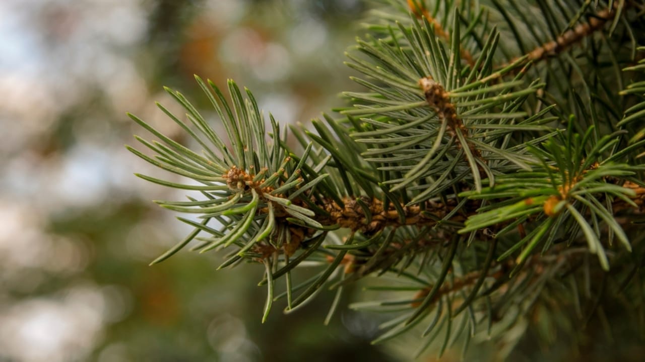 The Power of Pine Needles: 14 Health & Practical Benefits 9 The Power of Pine Needles: 14 Health & Practical Benefits - Pine needles dp684247556