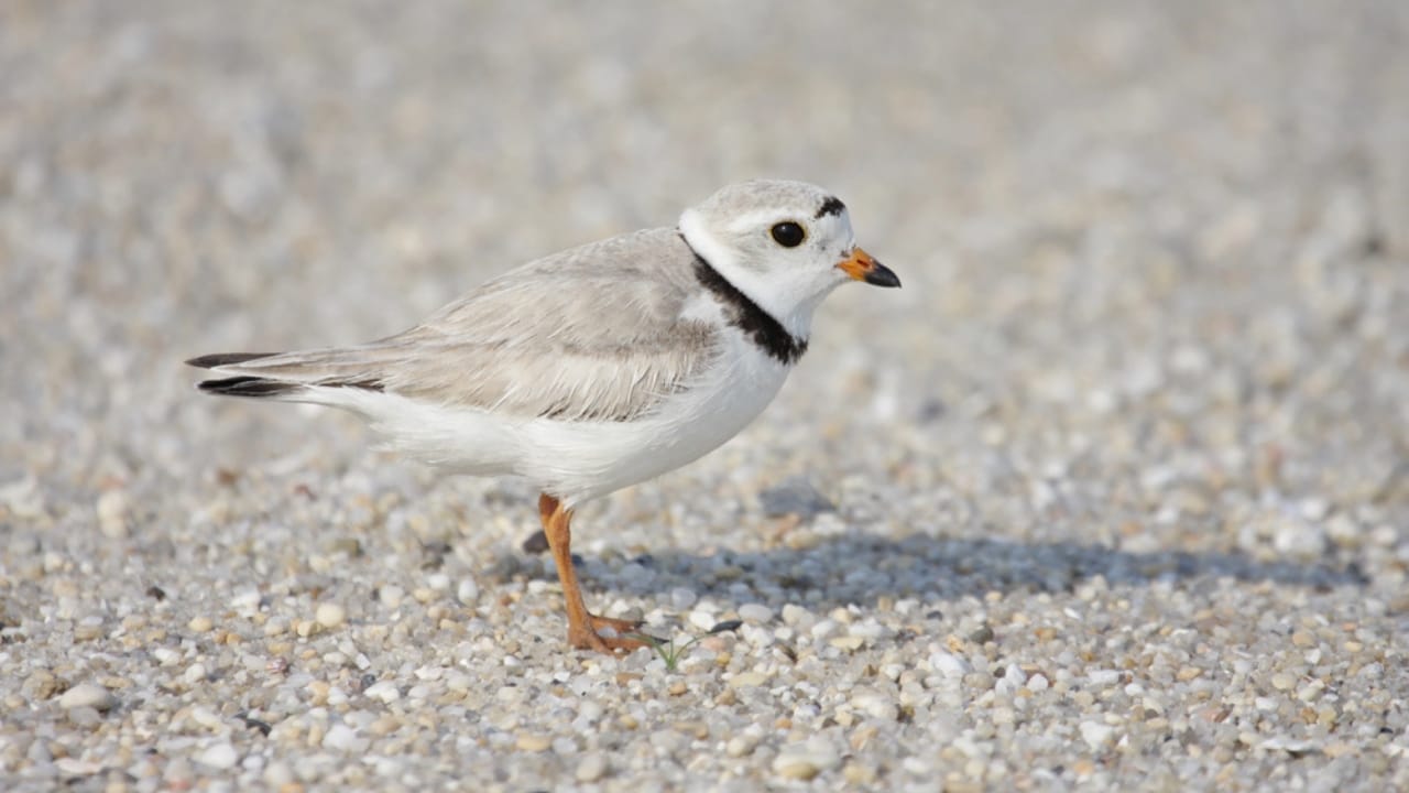 18 Seaside Birds to Look Out for on Your Next Beach Day 8 18 Seaside Birds to Look Out for on Your Next Beach Day - Piping Plover dp7922487