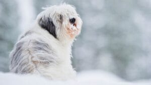 7 Reasons the Polish Lowland Sheepdog Will Win You Over 1 7 Reasons the Polish Lowland Sheepdog Will Win You Over - Polish Lowland Sheepdog ss1941170221 degm