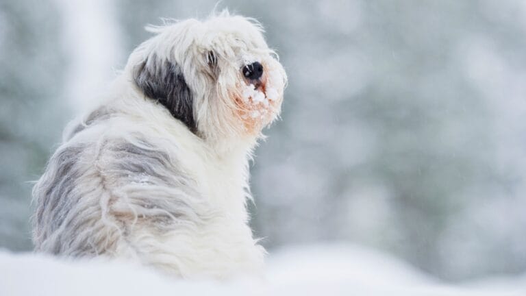 7 Reasons the Polish Lowland Sheepdog Will Win You Over - Polish Lowland Sheepdog ss1941170221 degm