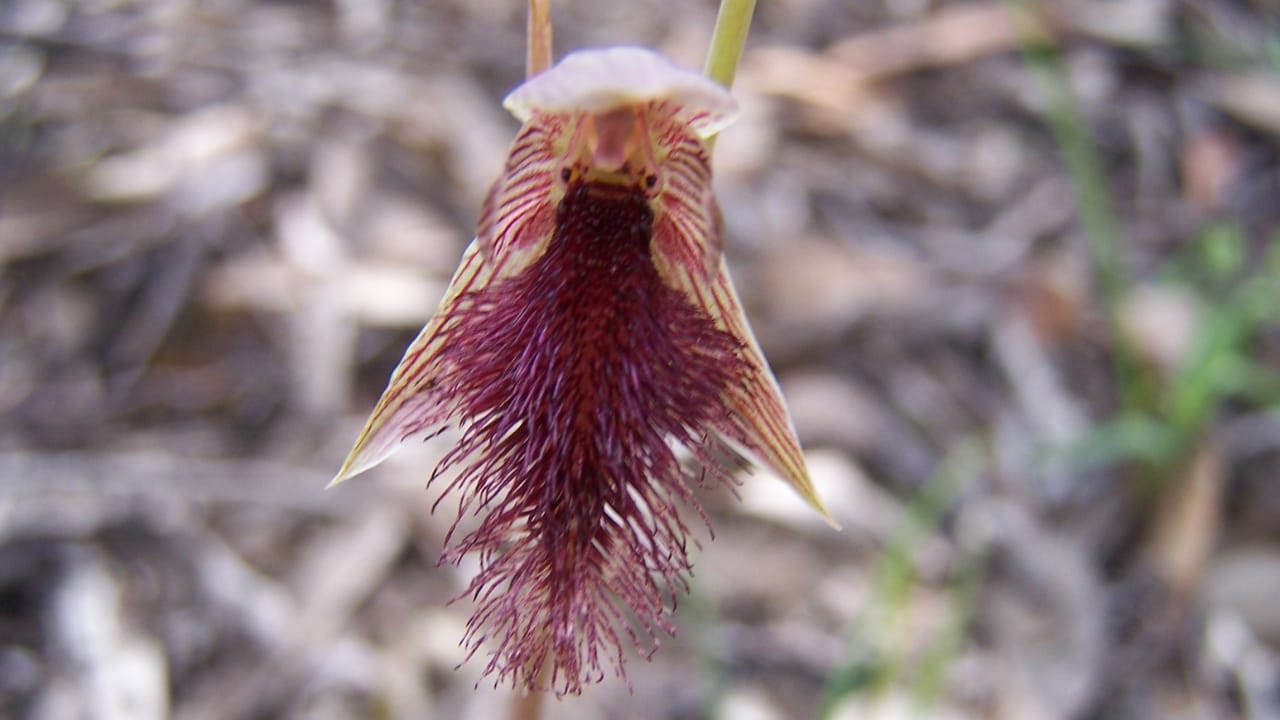 With Fewer Than 10 Left, Victoria Nearly Burned These Orchids to Extinction - Purple Beard Orchid wc