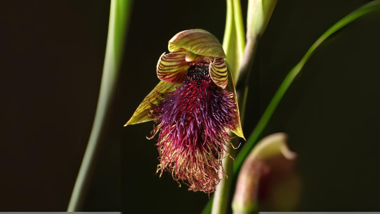 With Fewer Than 10 Left, Victoria Nearly Burned These Orchids to Extinction - Purple beard orchid 1 wc