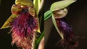 With Fewer Than 10 Left, Victoria Nearly Burned These Orchids to Extinction 1 With Fewer Than 10 Left, Victoria Nearly Burned These Orchids to Extinction - Purple beard orchid wc Purple beard orchid 2 wc