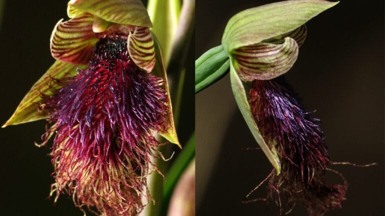With Fewer Than 10 Left, Victoria Nearly Burned These Orchids to Extinction - Purple beard orchid wc Purple beard orchid 2 wc