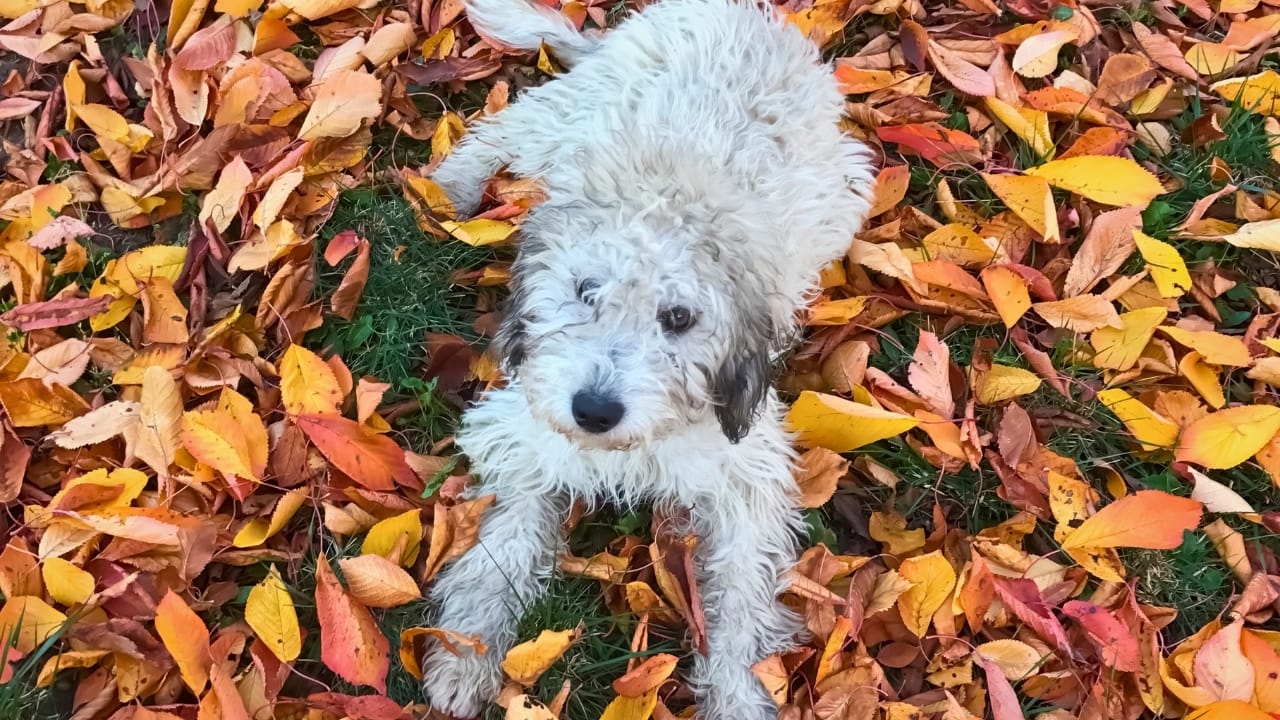 15 Doodle Dog Breeds Taking the Pet World by Storm - Pyredoodle dog ss2053897145 degm