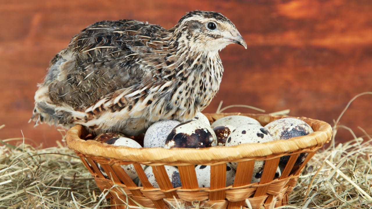14 Low-Effort Animals for Homesteaders Seeking Simple Farming 7 14 Low-Effort Animals for Homesteaders Seeking Simple Farming - Quail dp32686975