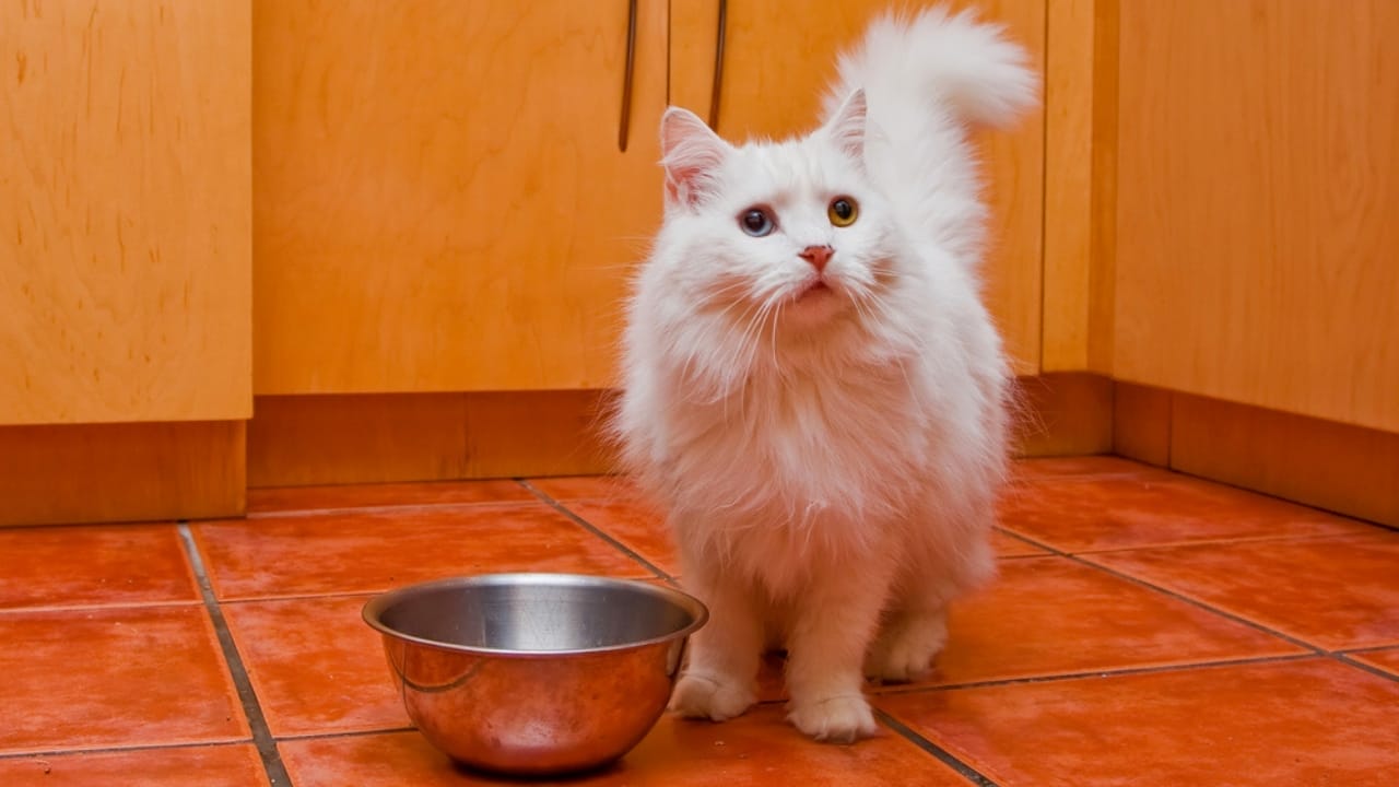 15 Beautiful Gray & White Cat Breeds You’ll Want to Cuddle 14 15 Beautiful Gray & White Cat Breeds You’ll Want to Cuddle - RagaMuffin cat dp257837352