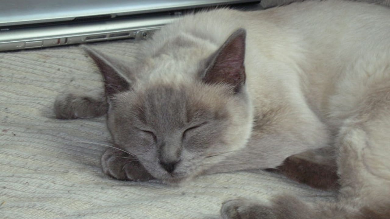 15 Beautiful Gray & White Cat Breeds You’ll Want to Cuddle 13 15 Beautiful Gray & White Cat Breeds You’ll Want to Cuddle - Ragdoll cat wc