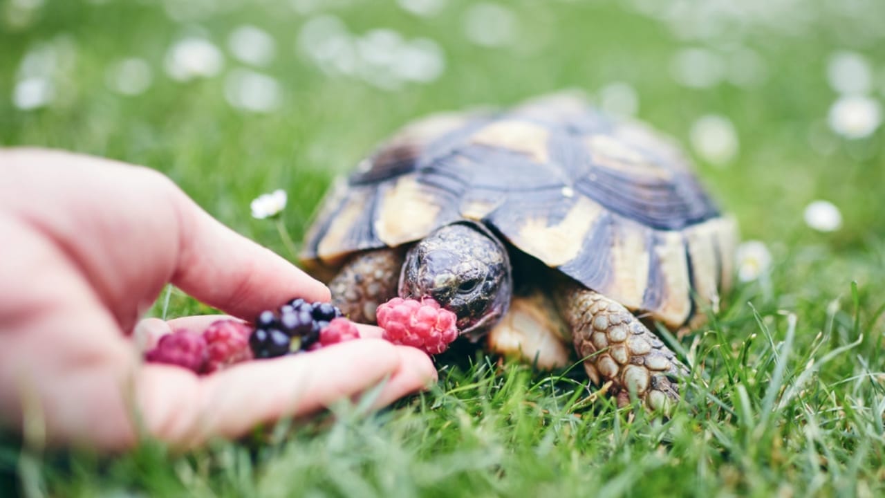 Crafting a Balanced Diet for Your Pet Turtle - a Handy Guide 4 Crafting a Balanced Diet for Your Pet Turtle - a Handy Guide - Raspberry and blackberry for home turtle ss1453746692