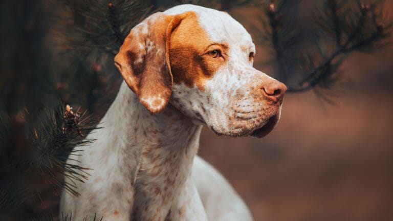 9 Reasons Pointers are Truly Exceptional Canine Companions - Red english pointer dog ss2073695246 degm