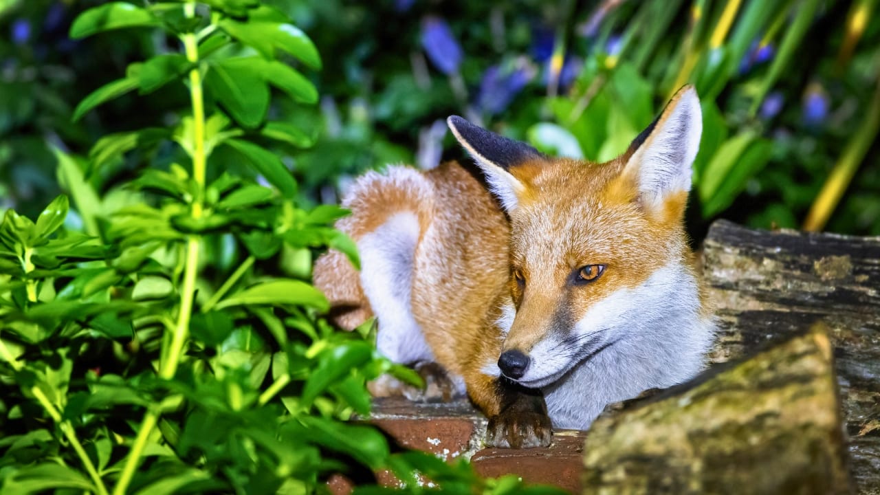 15 U.S. States Where You’re Most Likely to Spot a Fox 11 15 U.S. States Where You’re Most Likely to Spot a Fox - Red fox cub vulpes vulpes ss2044829117 degm