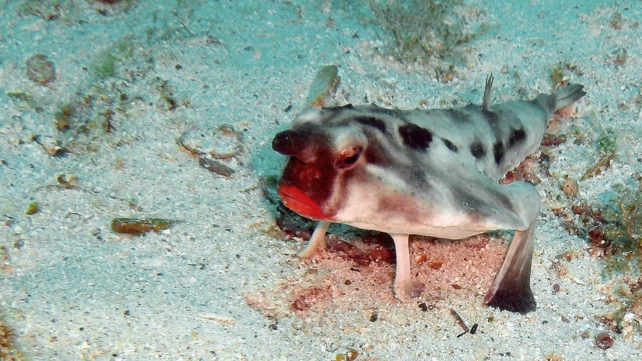 25 Real Animals That Look Too Unique to Be True 5 25 Real Animals That Look Too Unique to Be True - Red lipped Bat fish wc