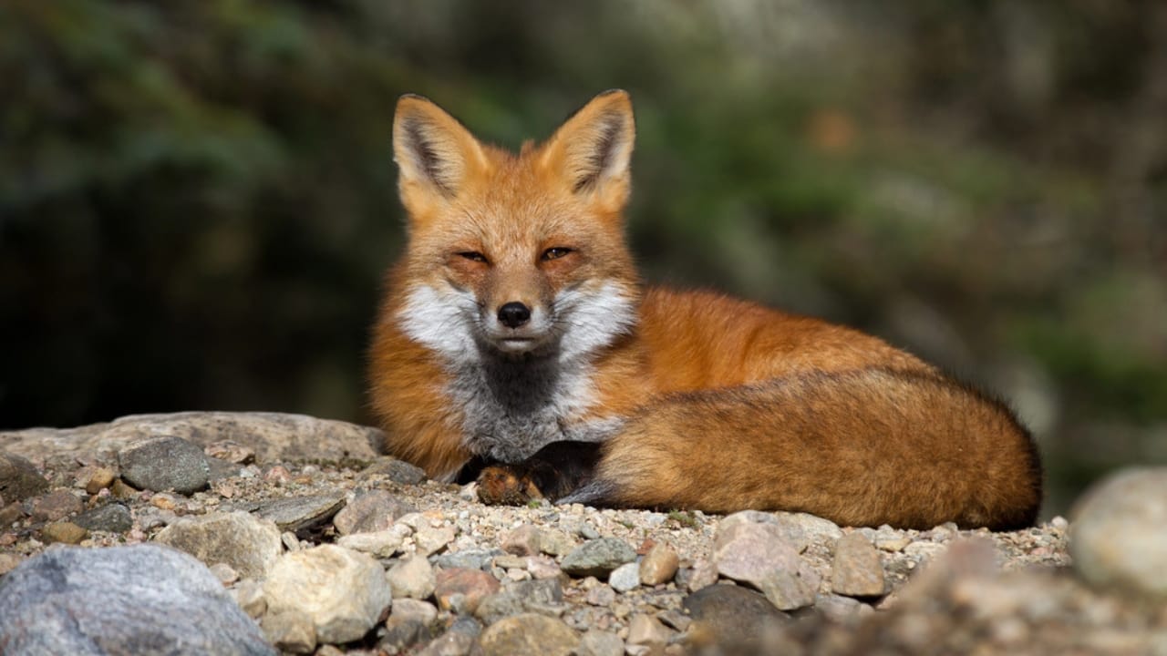 As Lassen Red Foxes Near Extinction, a Genetic Rescue Could Be Their Lifeline 3 As Lassen Red Foxes Near Extinction, a Genetic Rescue Could Be Their Lifeline -