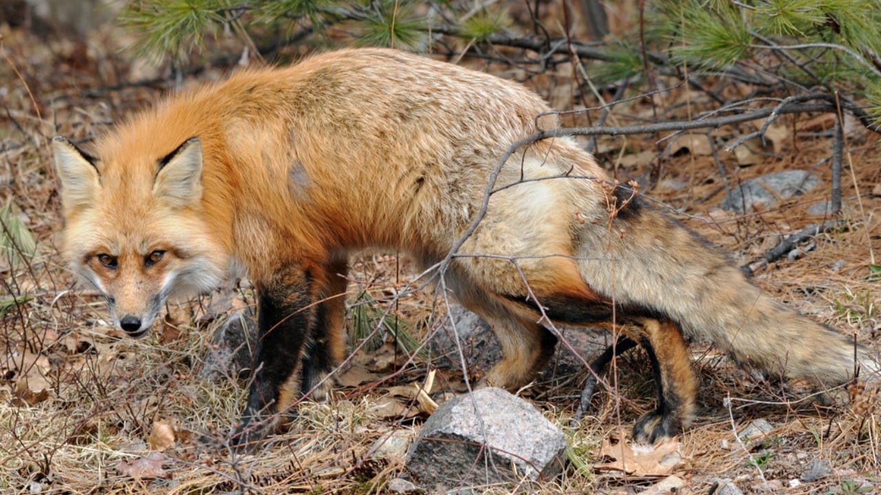 As Lassen Red Foxes Near Extinction, a Genetic Rescue Could Be Their Lifeline 2 As Lassen Red Foxes Near Extinction, a Genetic Rescue Could Be Their Lifeline -