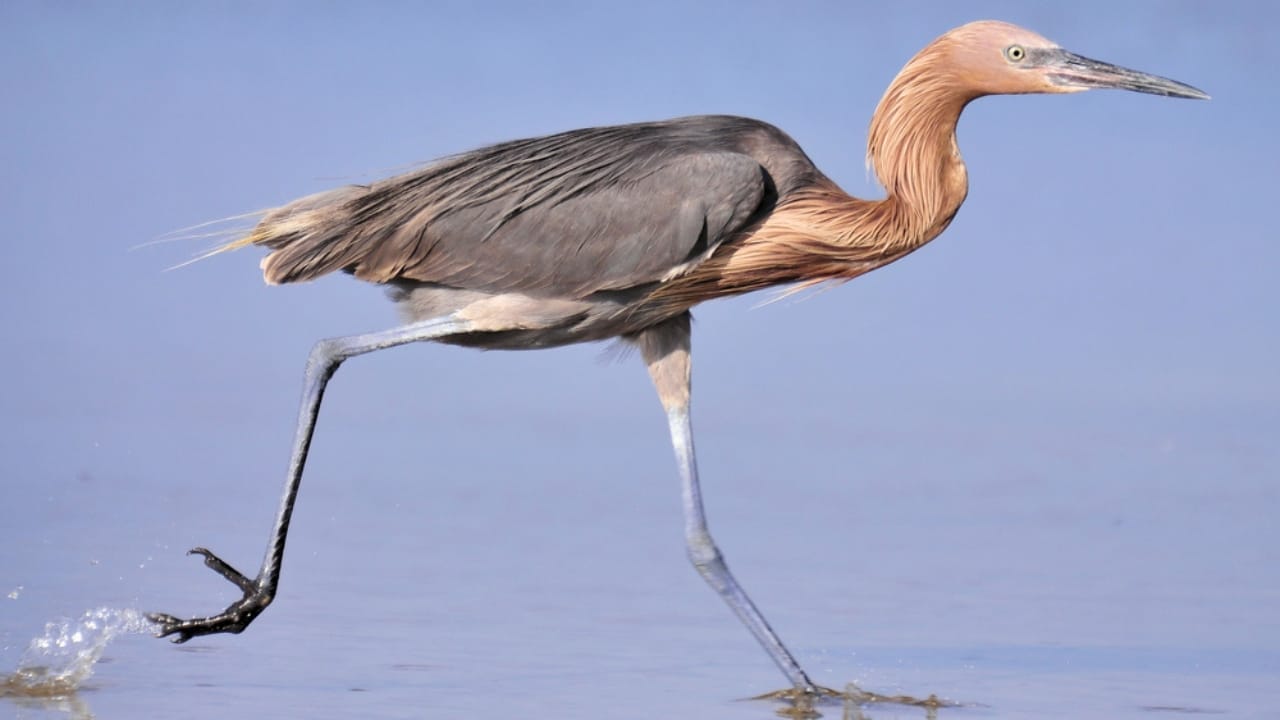18 Seaside Birds to Look Out for on Your Next Beach Day 14 18 Seaside Birds to Look Out for on Your Next Beach Day - Reddish Egret dp15659441
