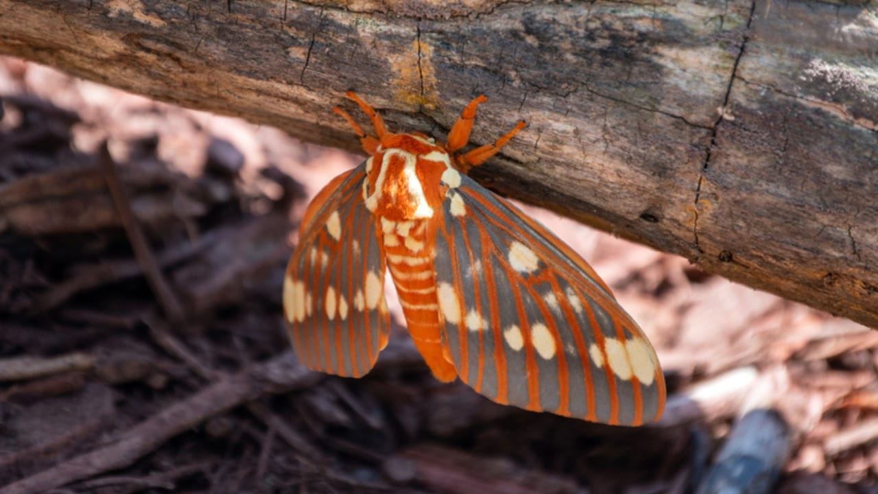 25 Real Animals That Look Too Unique to Be True 16 25 Real Animals That Look Too Unique to Be True - Regal Moth dp524653114
