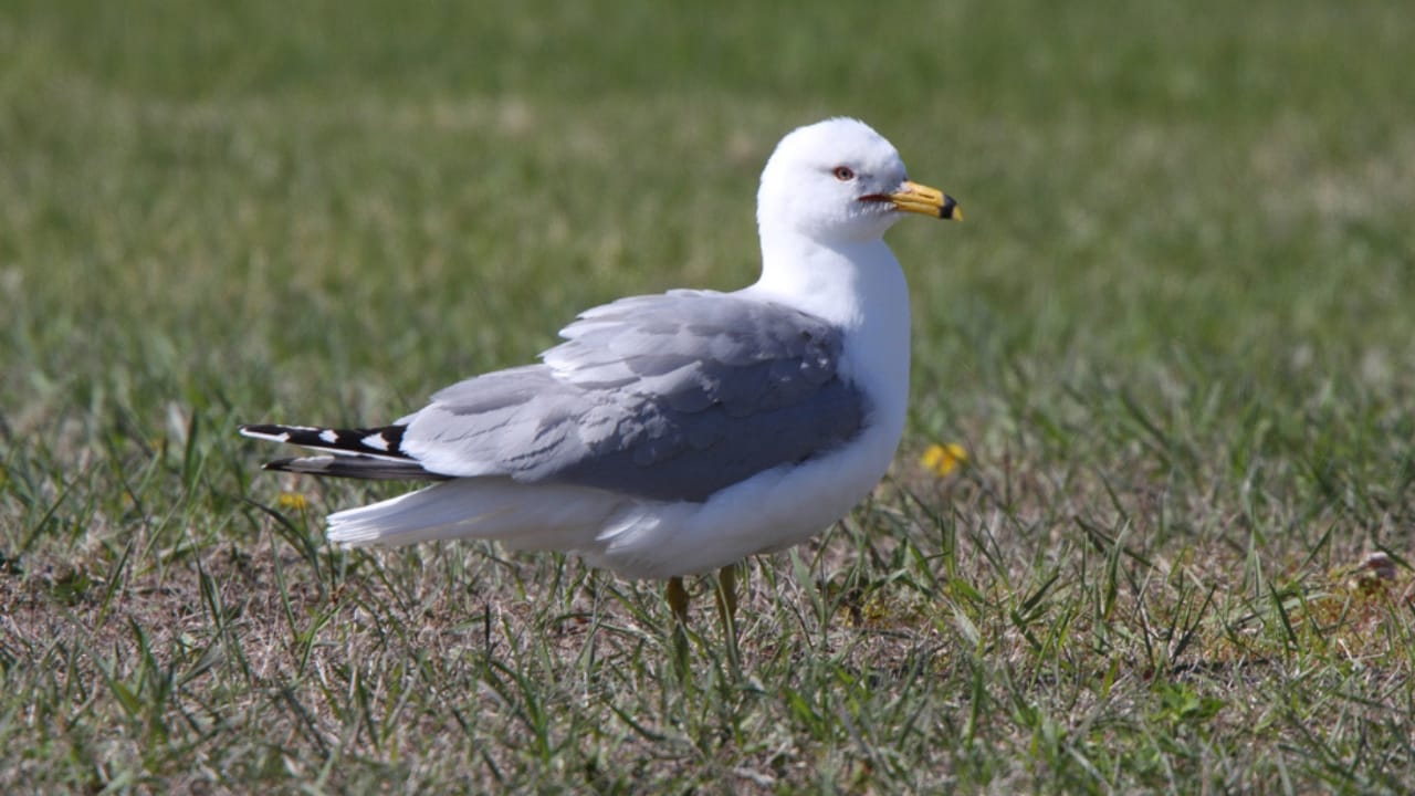 14 Birds Known for Causing Chaos in Your Yard 14 14 Birds Known for Causing Chaos in Your Yard - Ring billed Gull dp4912677