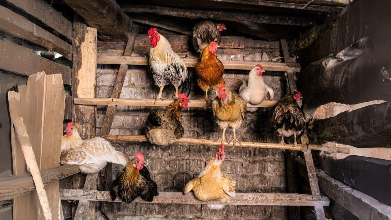 15 Must-Haves for a Safe & Happy Chicken Coop 3 15 Must-Haves for a Safe & Happy Chicken Coop - Roosting Spaces dp288821356