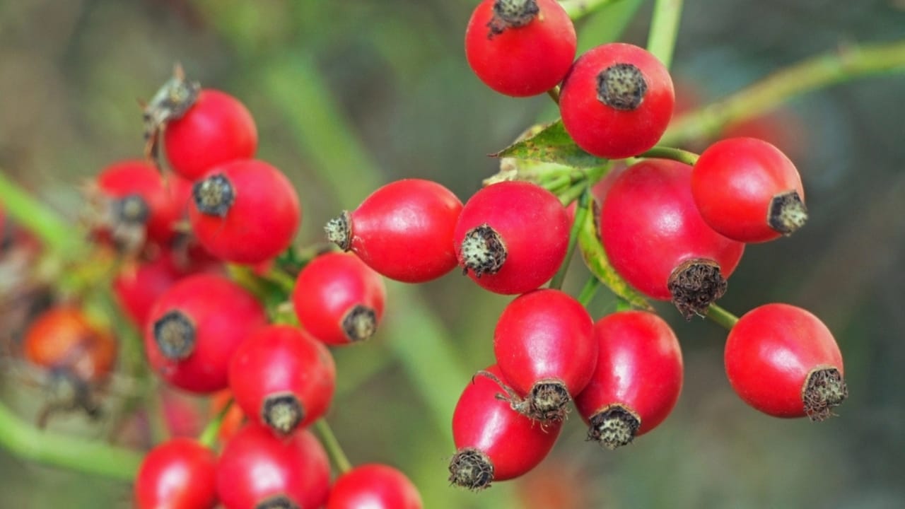 Rose Hips: A Natural Remedy & Delicious Ingredient 3 Rose Hips: A Natural Remedy & Delicious Ingredient - Rose hips dp125146492