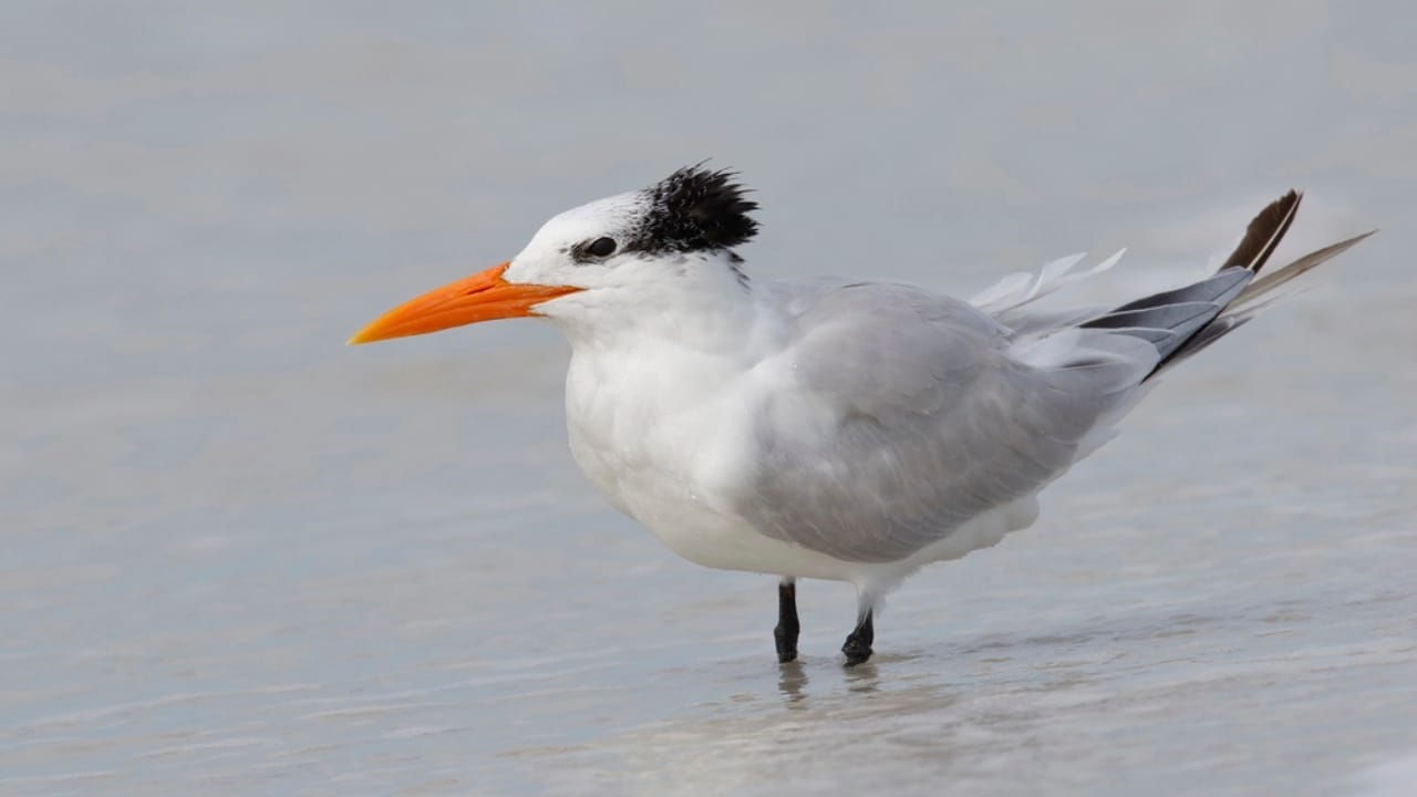 18 Seaside Birds to Look Out for on Your Next Beach Day 9 18 Seaside Birds to Look Out for on Your Next Beach Day - Royal Tern dp135397250