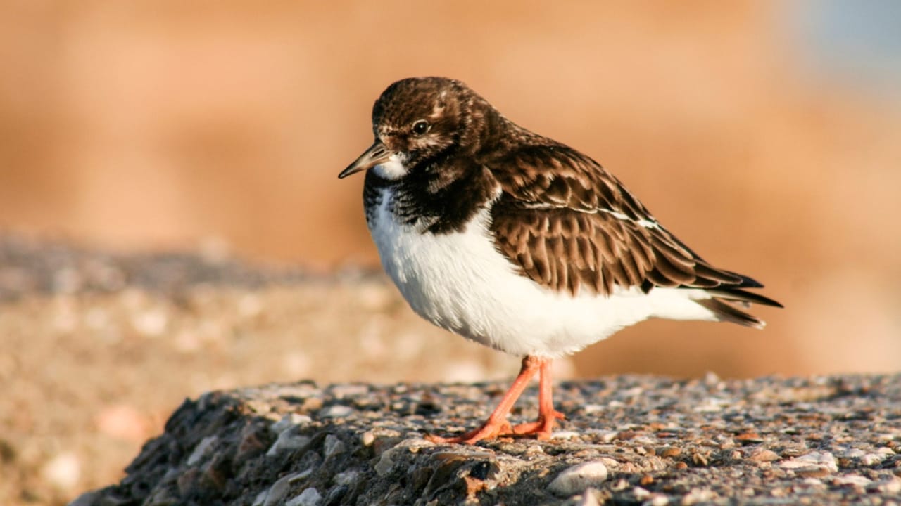 18 Seaside Birds to Look Out for on Your Next Beach Day 10 18 Seaside Birds to Look Out for on Your Next Beach Day - Ruddy Turnstone dp90831142