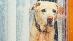 25 Dogs Who Handle Time Alone Like Pros 1 25 Dogs Who Handle Time Alone Like Pros - Sad dog waiting alone ss1016969386 degm