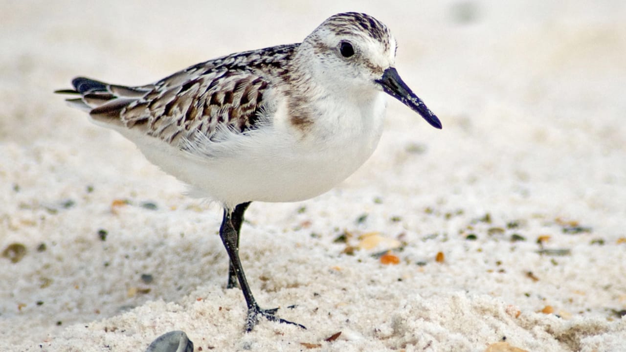 18 Seaside Birds to Look Out for on Your Next Beach Day 3 18 Seaside Birds to Look Out for on Your Next Beach Day - Sanderling dp743889630