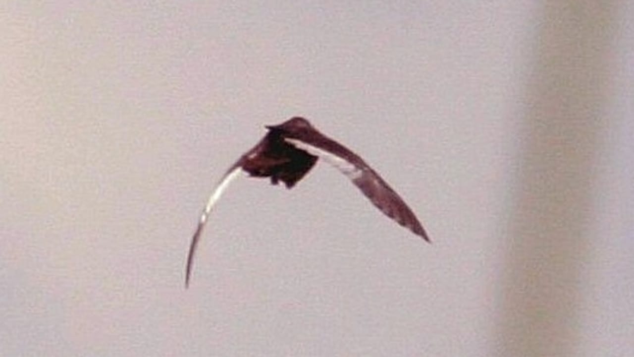 25 Real Animals That Look Too Unique to Be True 26 25 Real Animals That Look Too Unique to Be True - Sarothrura ayresi White winged Flufftail wc