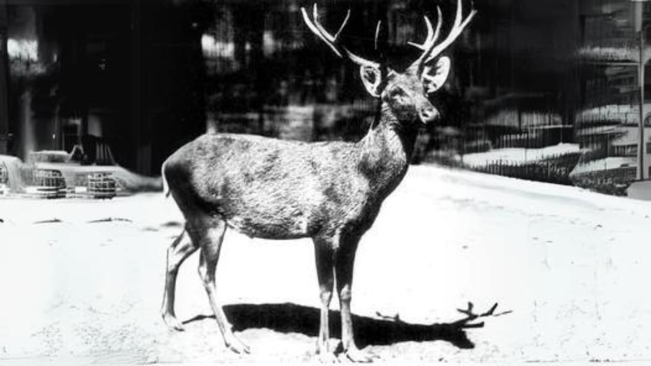 10 of the Weirdest Extinct Animals You've Never Heard Of 6 10 of the Weirdest Extinct Animals You've Never Heard Of - Schomburgks deer wc