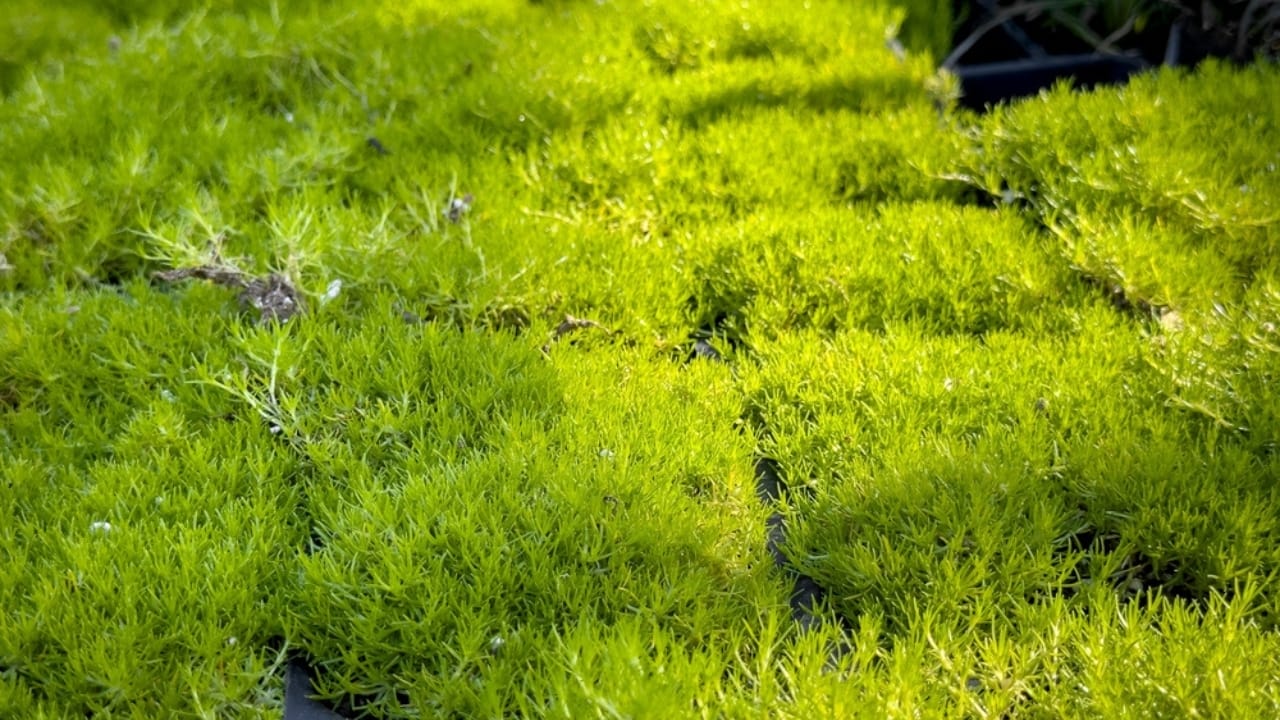 10 Must-Have Plants for a Beautiful & Inviting Gravel Path 6 10 Must-Have Plants for a Beautiful & Inviting Gravel Path - Scotch Moss ss2441036051