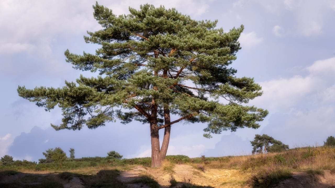 13 Life-Saving Plants That Can Filter Water in a Pinch 11 13 Life-Saving Plants That Can Filter Water in a Pinch - Scots Pine ss2302572601