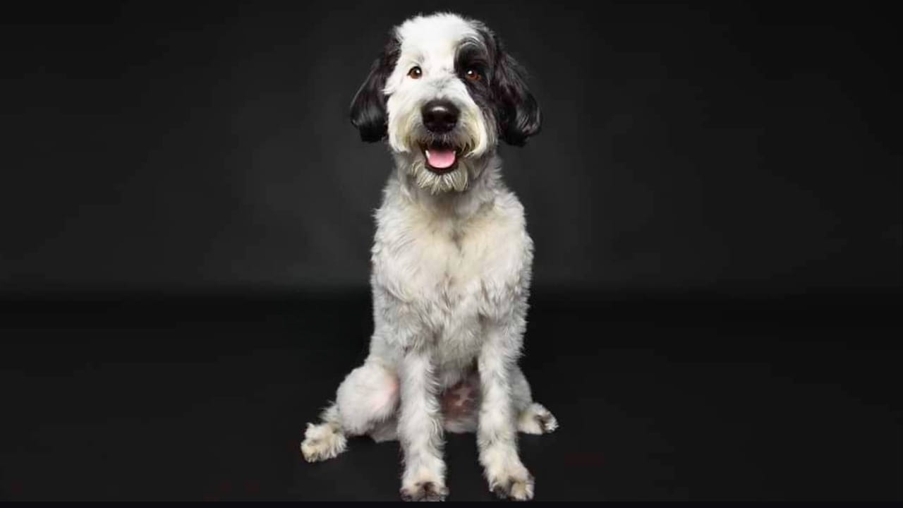 15 Doodle Dog Breeds Taking the Pet World by Storm - Sheepadoodle dog ss2513334641