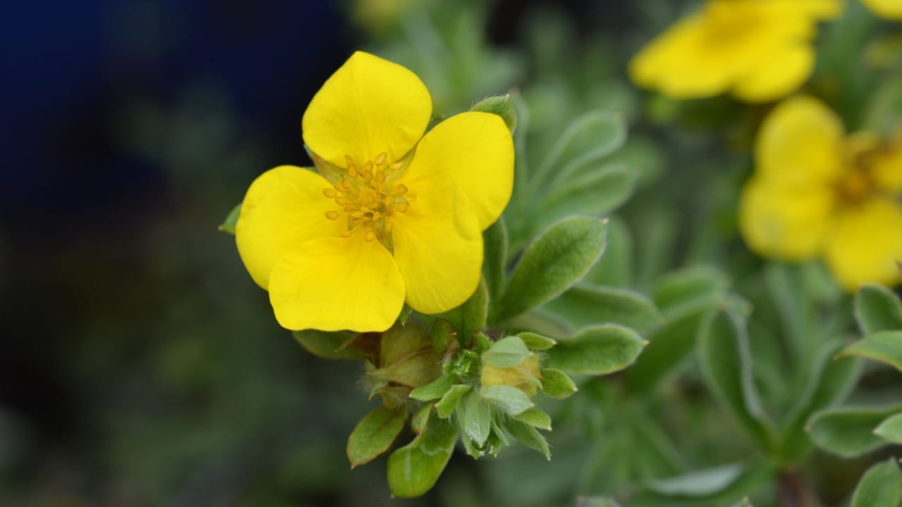 The Flowering Shrub That Adds Color All Season —and Deer Stay Away 5 The Flowering Shrub That Adds Color All Season —and Deer Stay Away - Shrubby cinquefoil Gold Carpet dp231987016