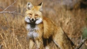 As Lassen Red Foxes Near Extinction, a Genetic Rescue Could Be Their Lifeline 1 As Lassen Red Foxes Near Extinction, a Genetic Rescue Could Be Their Lifeline - Sierra Nevada Red Fox Lassen Volcanic National Park wc