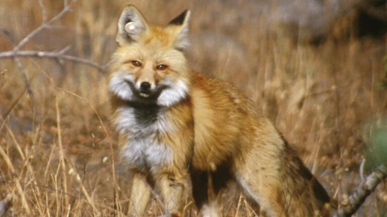 As Lassen Red Foxes Near Extinction, a Genetic Rescue Could Be Their Lifeline 9 As Lassen Red Foxes Near Extinction, a Genetic Rescue Could Be Their Lifeline - Sierra Nevada Red Fox Lassen Volcanic National Park wc