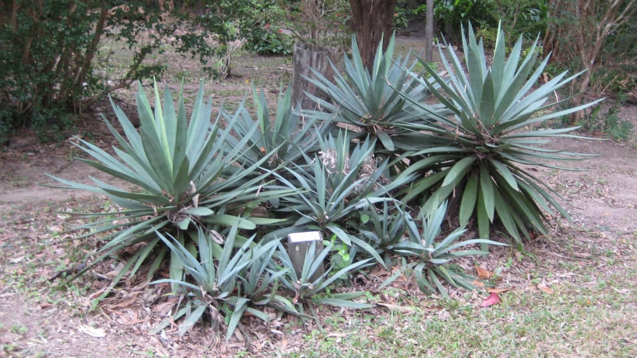 12 Plants You Can Use as Natural Soap 8 12 Plants You Can Use as Natural Soap - Sisal Agave sisalana wc