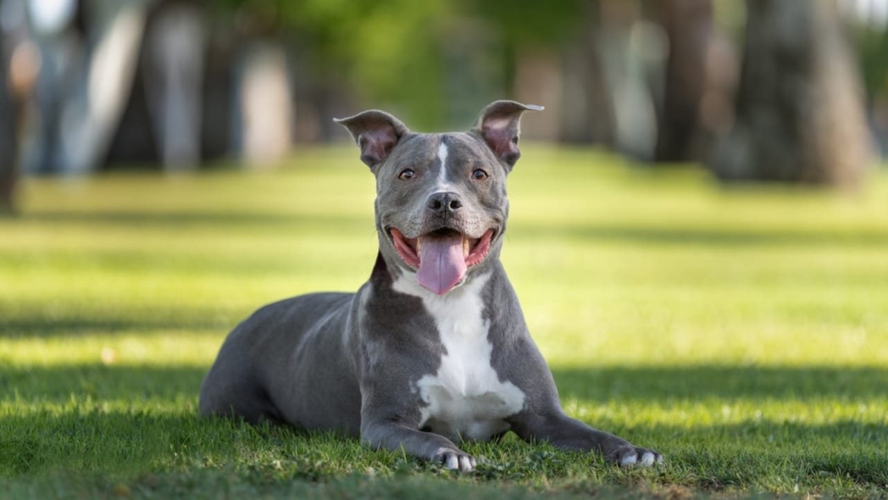 25 Sayings About Old Dogs That’ll Warm Your Heart 14 25 Sayings About Old Dogs That’ll Warm Your Heart - Smiling grey pitbull portrait ss2455191213