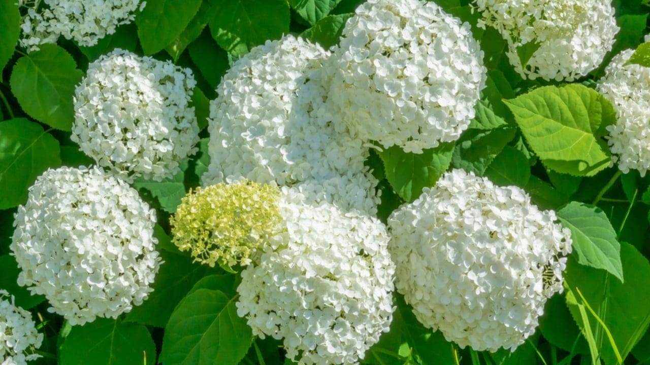 15 Flowering Shrubs to Make Your Yard Stand Out 3 15 Flowering Shrubs to Make Your Yard Stand Out - Smooth Hydrangeas ss2246528001