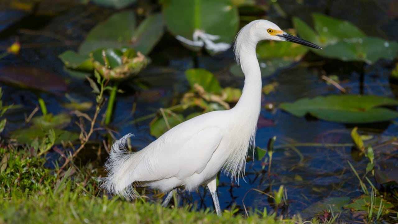 18 Seaside Birds to Look Out for on Your Next Beach Day 6 18 Seaside Birds to Look Out for on Your Next Beach Day - Snowy Egret dp316450740
