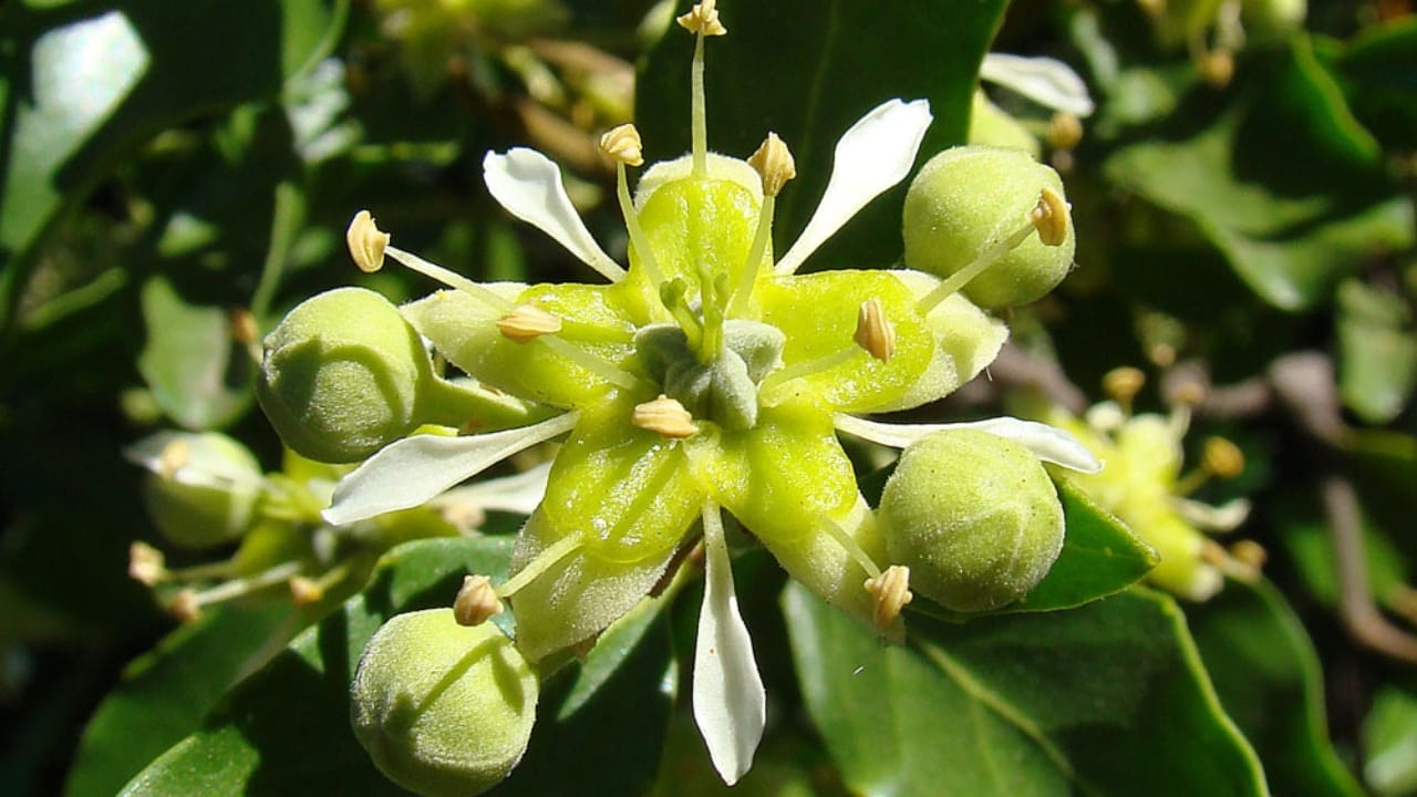 12 Plants You Can Use as Natural Soap 10 12 Plants You Can Use as Natural Soap - Soapbark Tree Quillaja saponaria wc