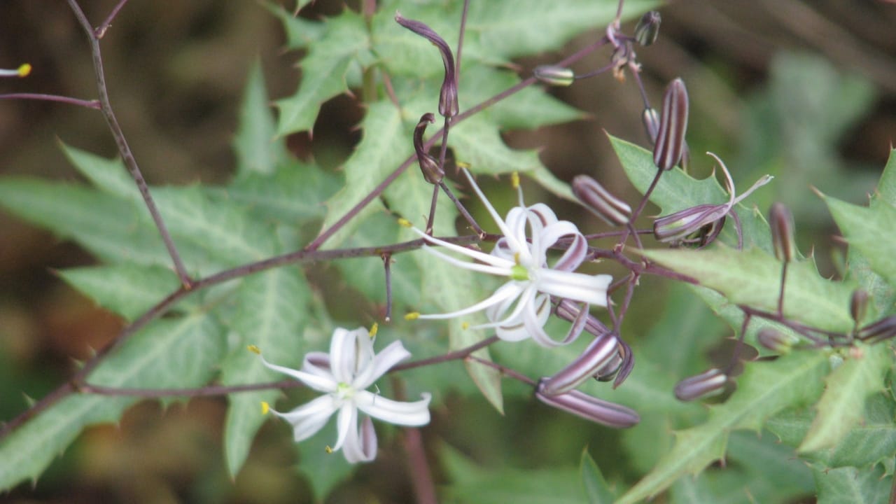 12 Plants You Can Use as Natural Soap 12 12 Plants You Can Use as Natural Soap - Soaproot Chlorogalum pomeridianum wc