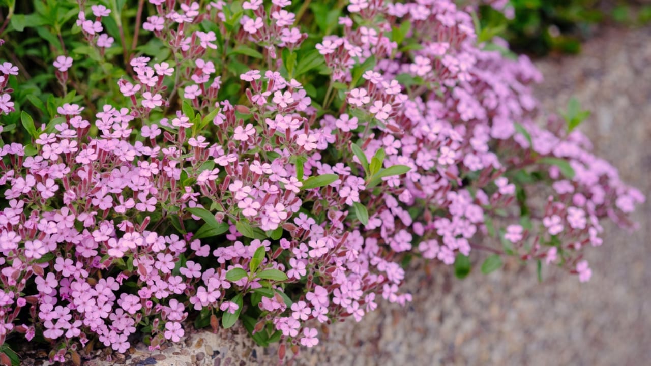 12 Plants You Can Use as Natural Soap 3 12 Plants You Can Use as Natural Soap - Soapwort plants dp659970154