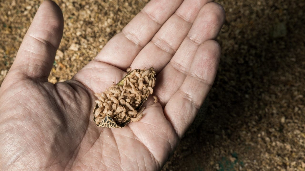 18 DIY Chicken Feed Ideas to Boost Egg Nutrition — No Store-Bought Feed Needed - Soldier Fly Larvae dp379253888