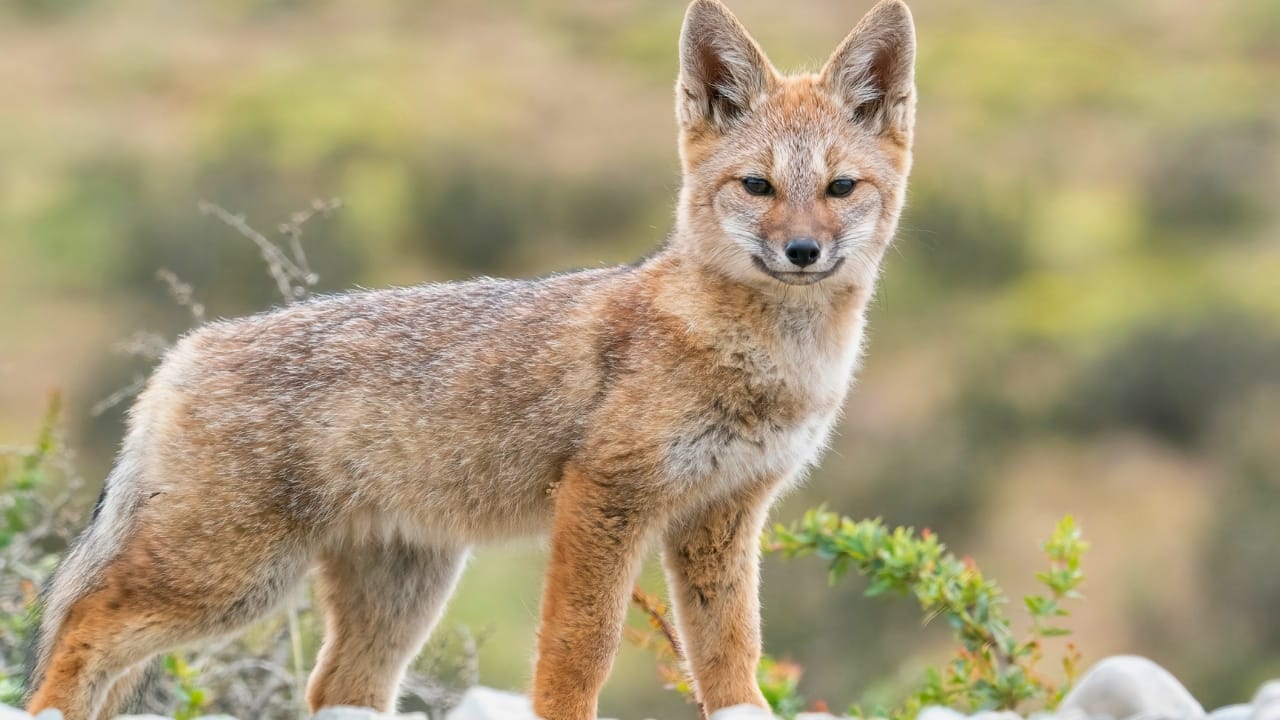 15 U.S. States Where You’re Most Likely to Spot a Fox 8 15 U.S. States Where You’re Most Likely to Spot a Fox - South American Grey Fox ss2101447774 degm