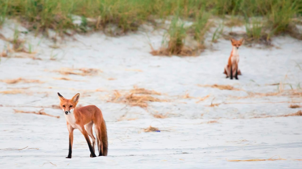 15 U.S. States Where You’re Most Likely to Spot a Fox 15 15 U.S. States Where You’re Most Likely to Spot a Fox - South Carolina fox beach ss1803485731 degm