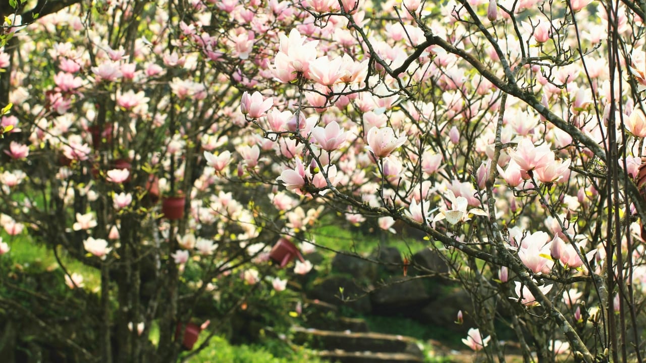 10 Trees to Make Your Backyard Smell Like Paradise - Southern Magnolia tree ss1175796799 degm