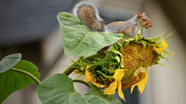 13 Scents to Keep Squirrels & Chipmunks Out of Your Garden 8 13 Scents to Keep Squirrels & Chipmunks Out of Your Garden - Squirrel eating ripe sunflowers ss2384027683 degm